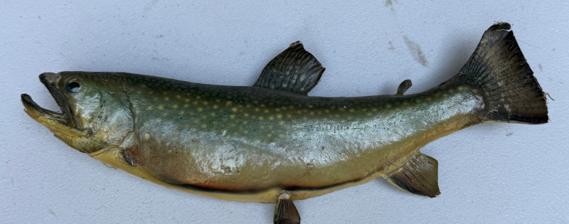 Placeholder