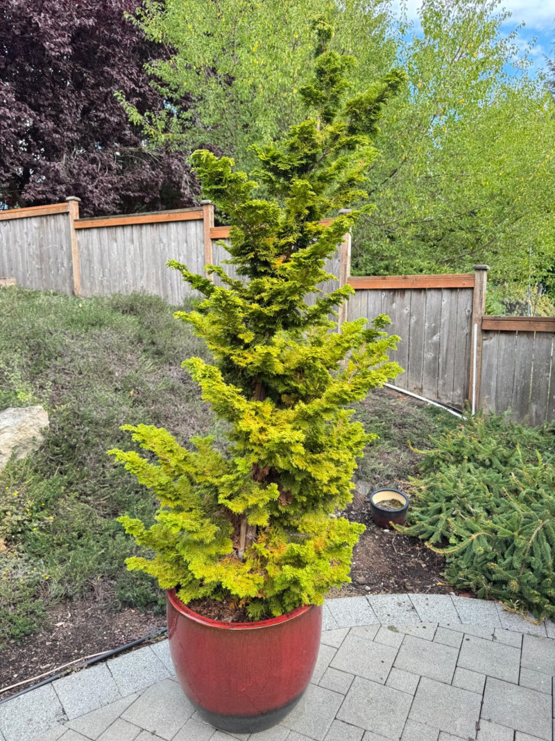 Placeholder