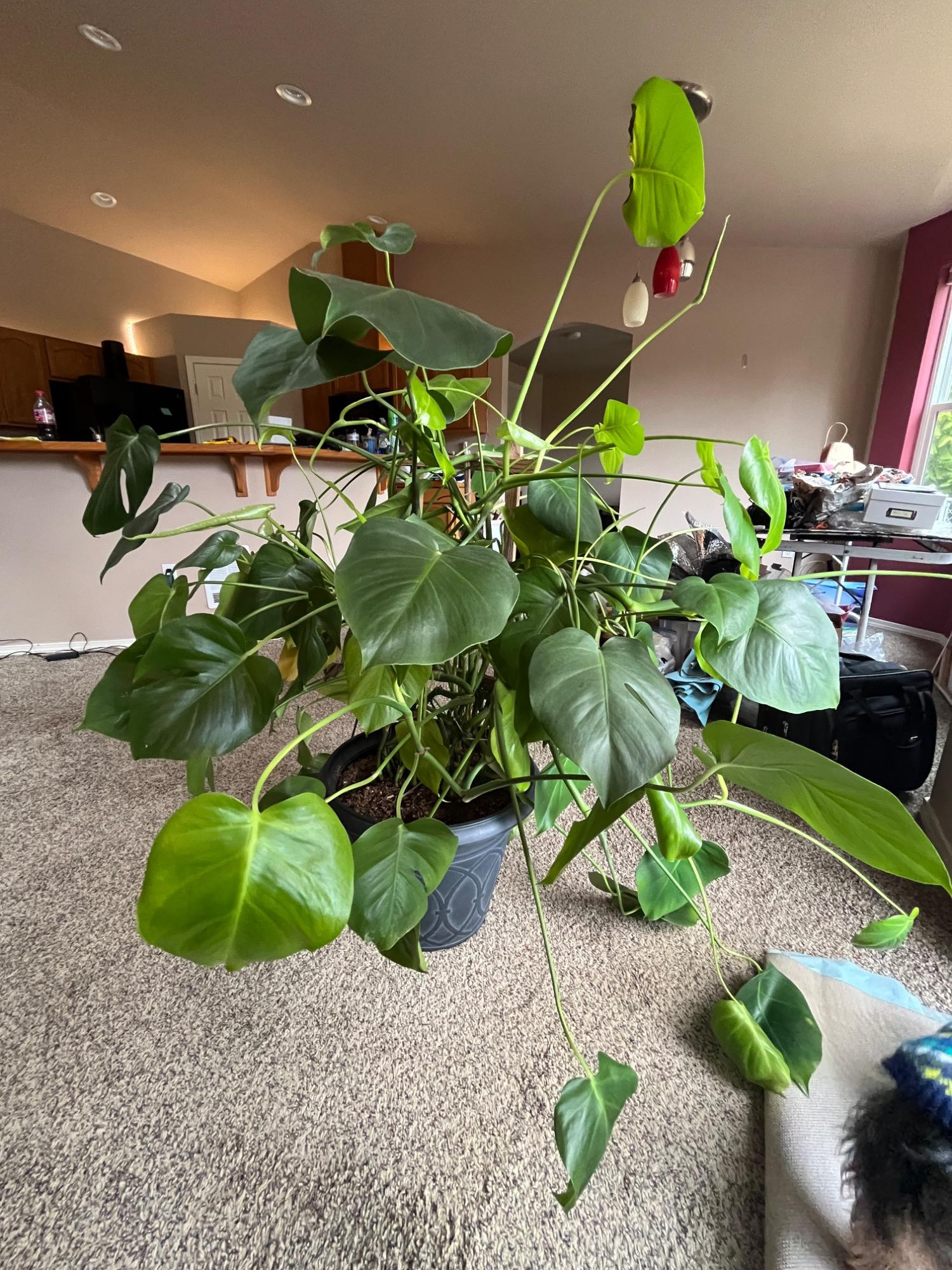 Placeholder