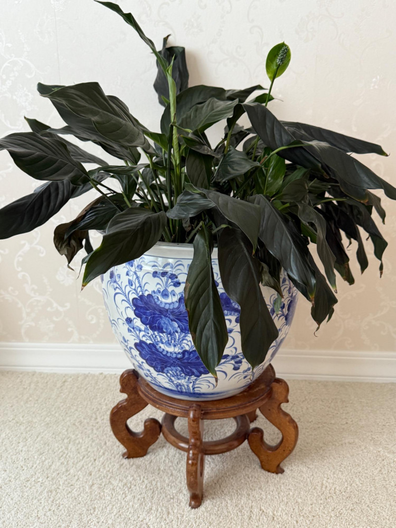 Placeholder