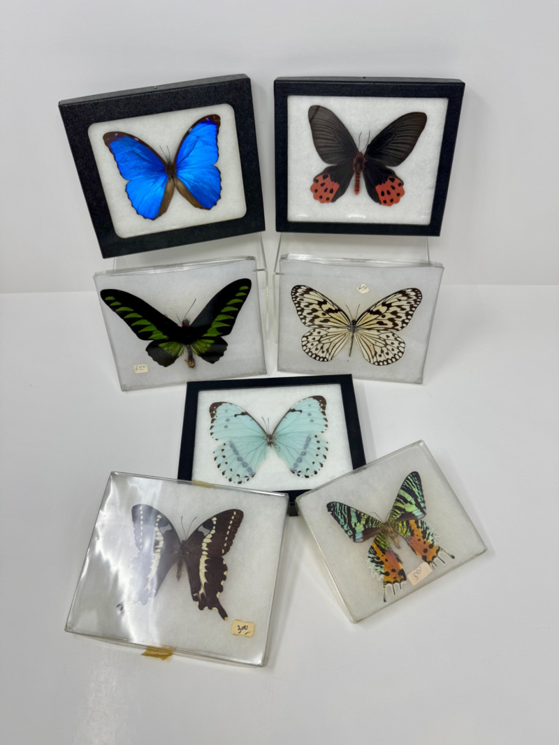 Placeholder