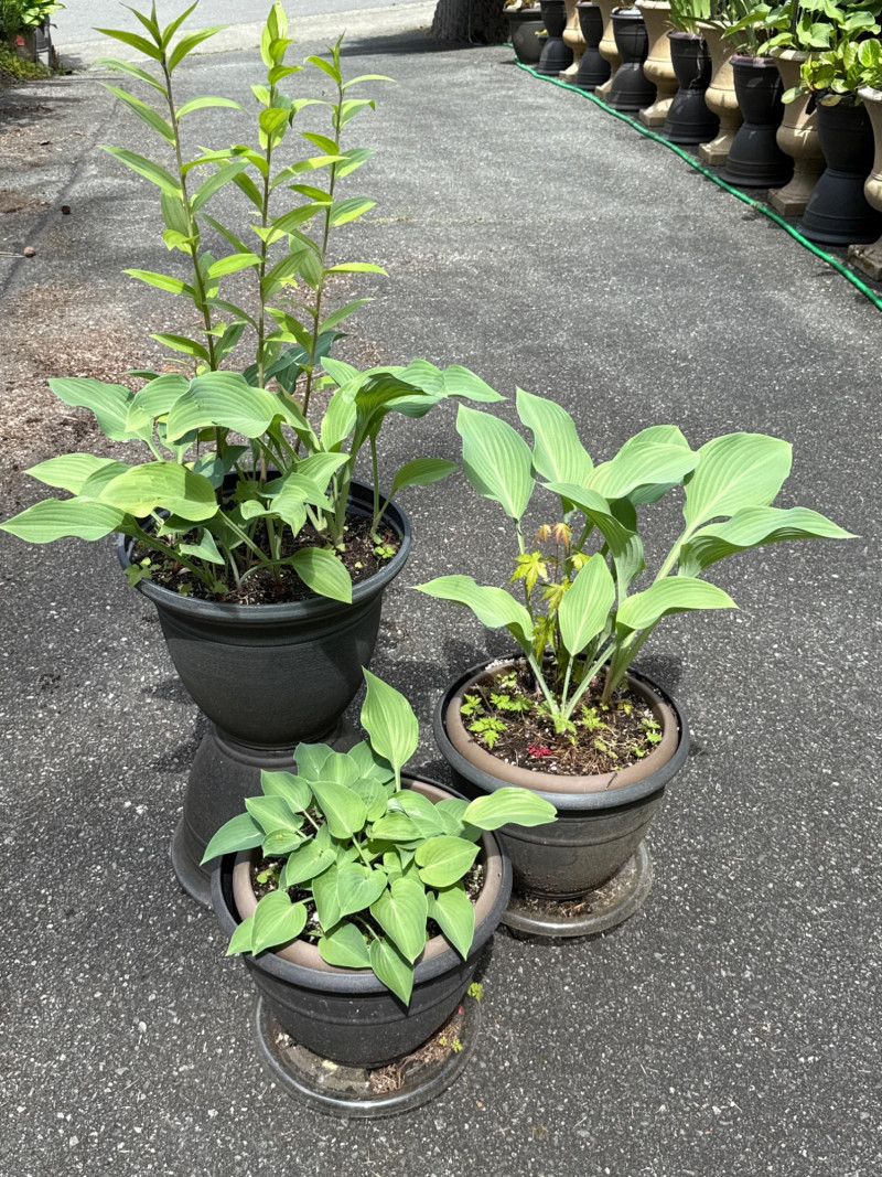 Placeholder