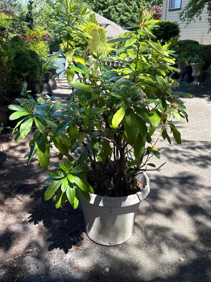 Placeholder