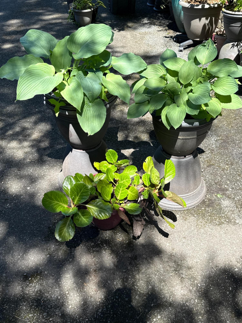 Placeholder