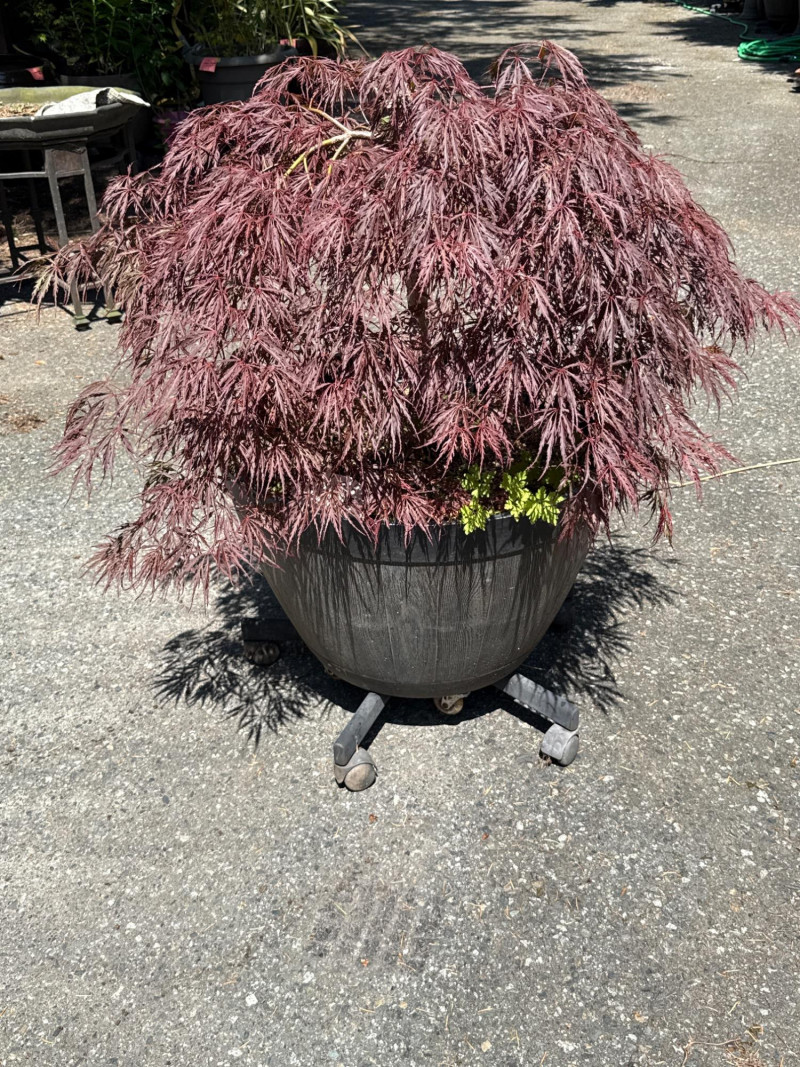 Placeholder