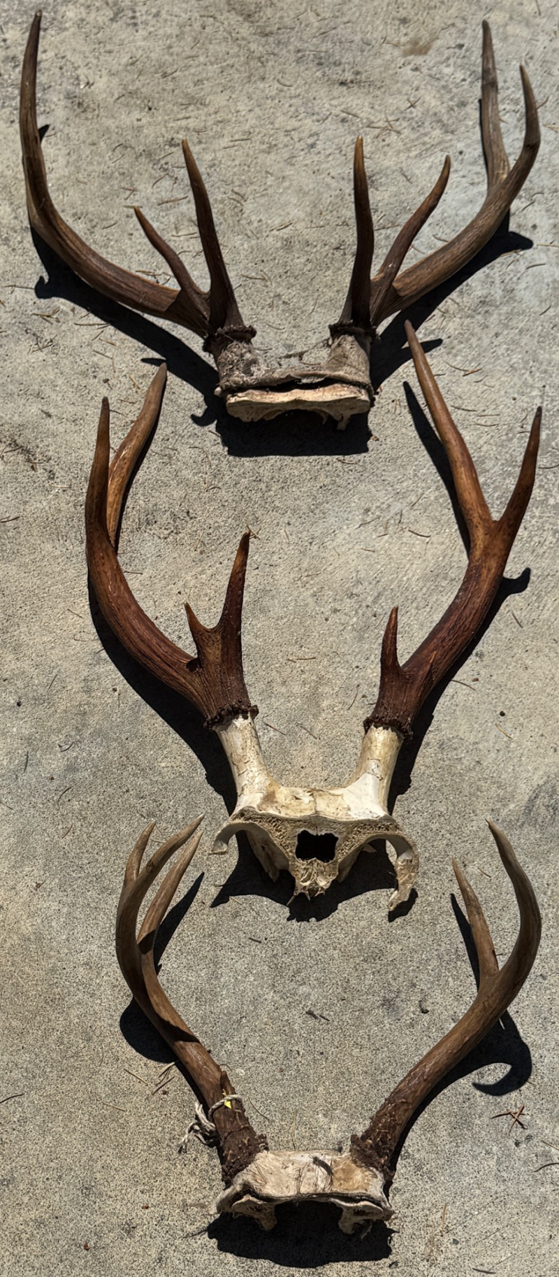 Placeholder