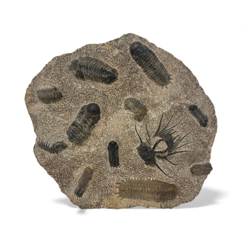 Placeholder