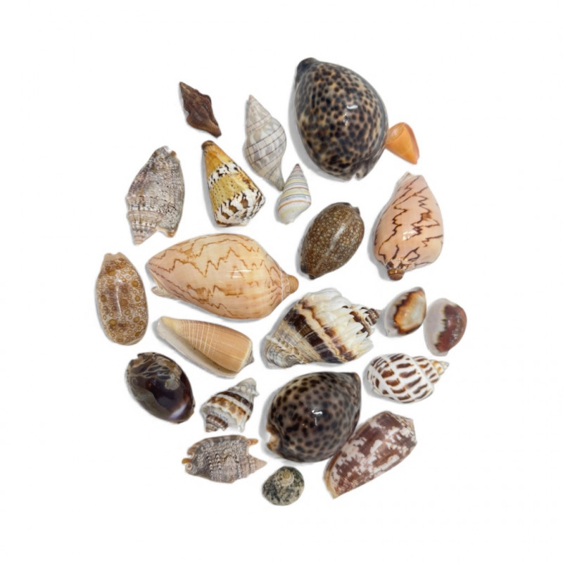 Placeholder