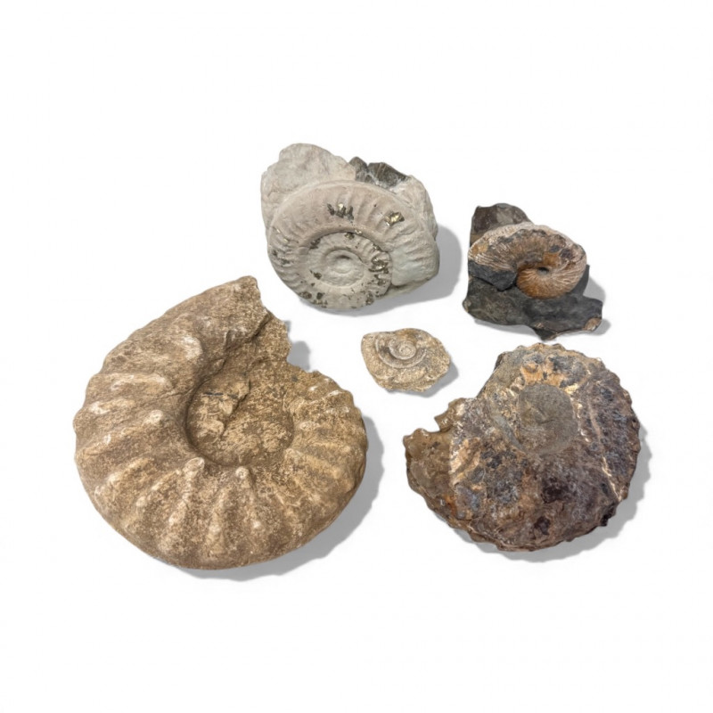 Placeholder