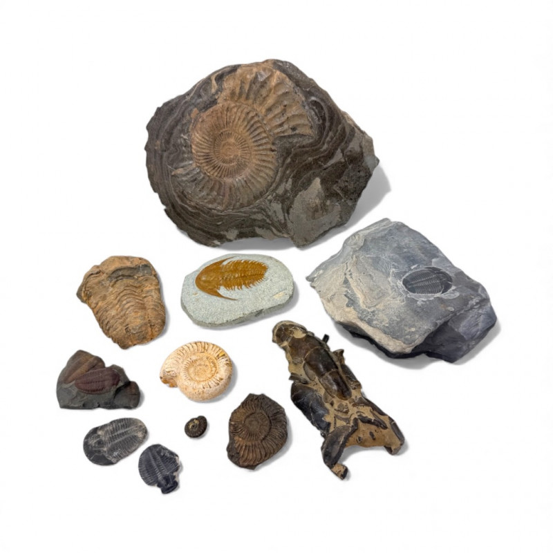 Placeholder
