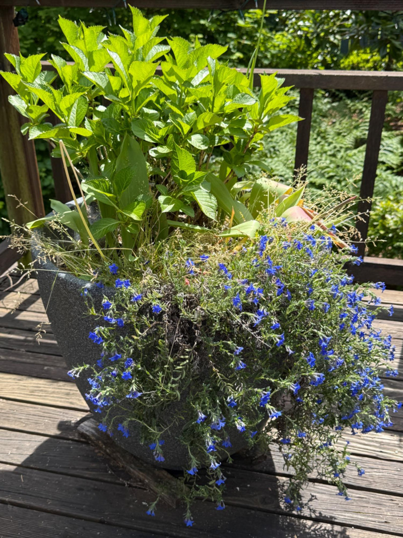 Placeholder