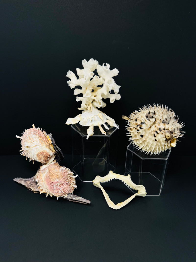 Placeholder
