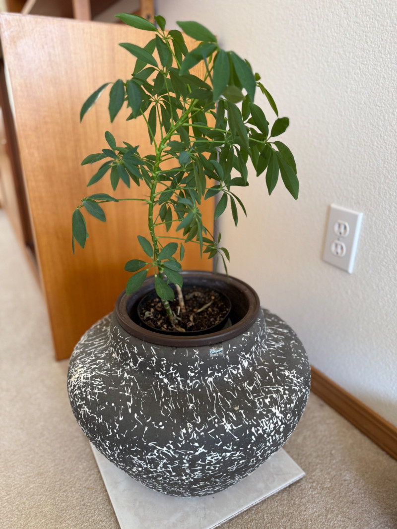 Placeholder