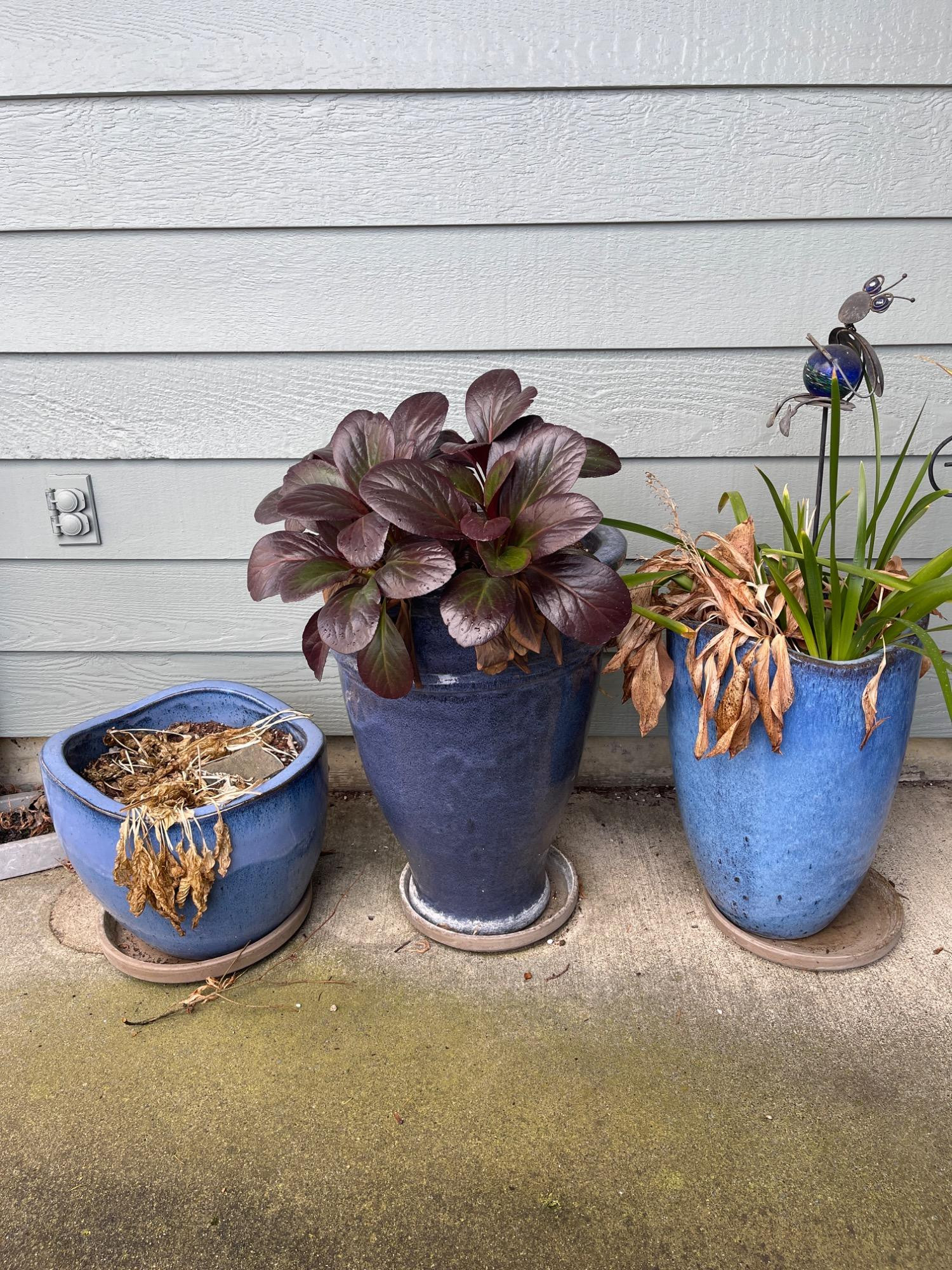 Placeholder